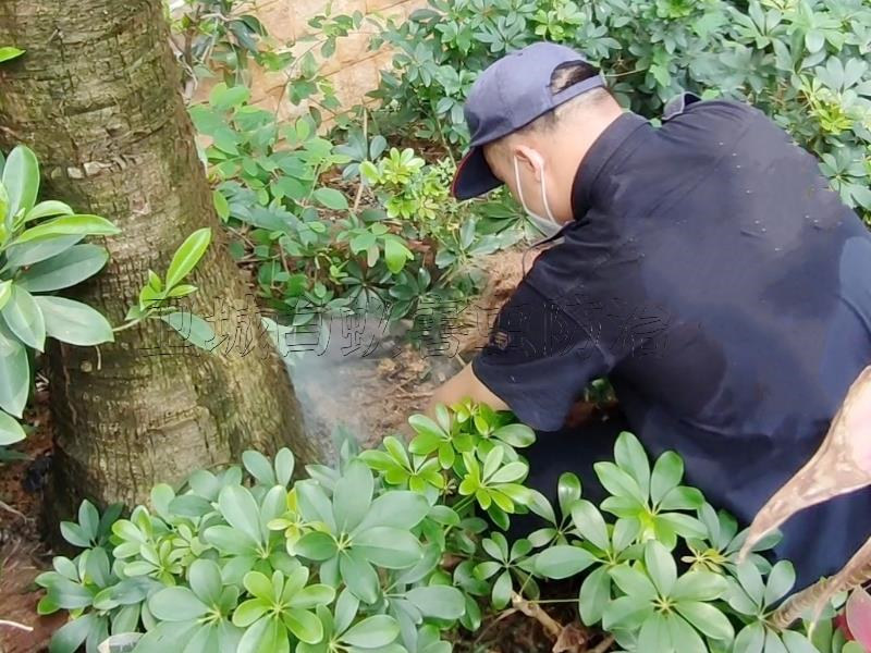 白蚁对人们的衣食住行家具的危害