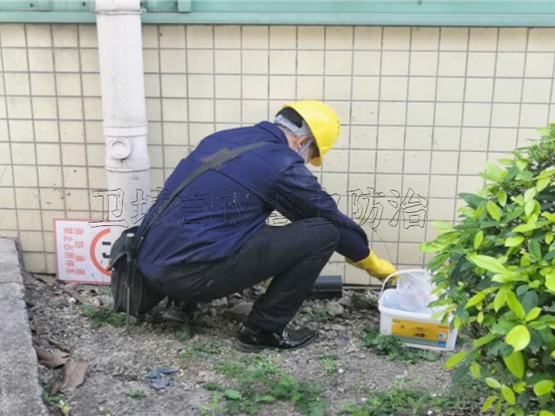 惠州澳头灭鼠公司,惠州大亚湾西区灭鼠