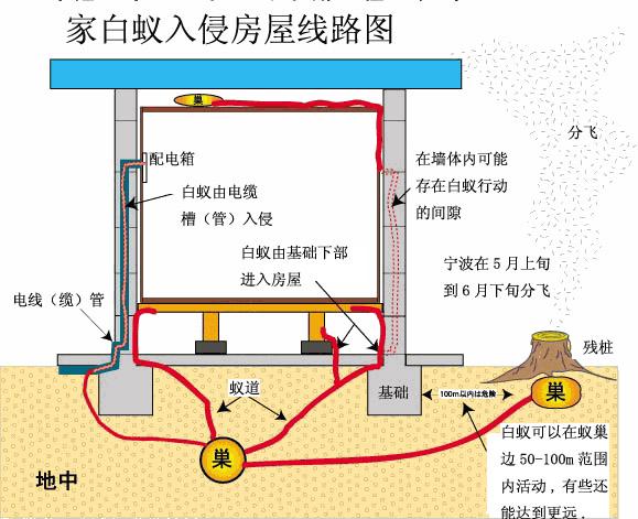 装修白蚁防治方案,惠阳白蚁防治方案