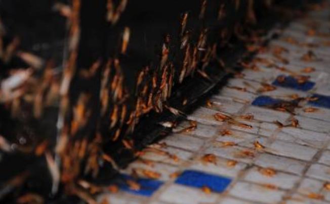 博罗园洲白蚁防治-龙溪灭白蚁正规行业资质技术精湛