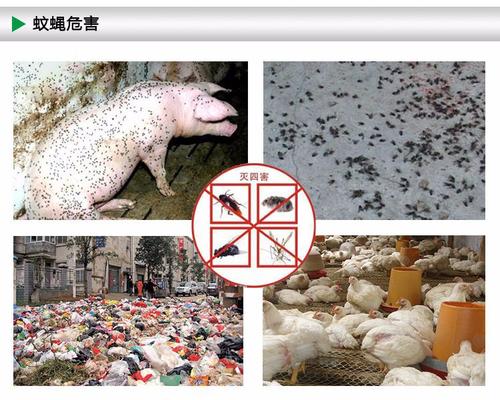 惠州除四害|惠州除四害公司|指定专业工厂杀虫灭鼠中心